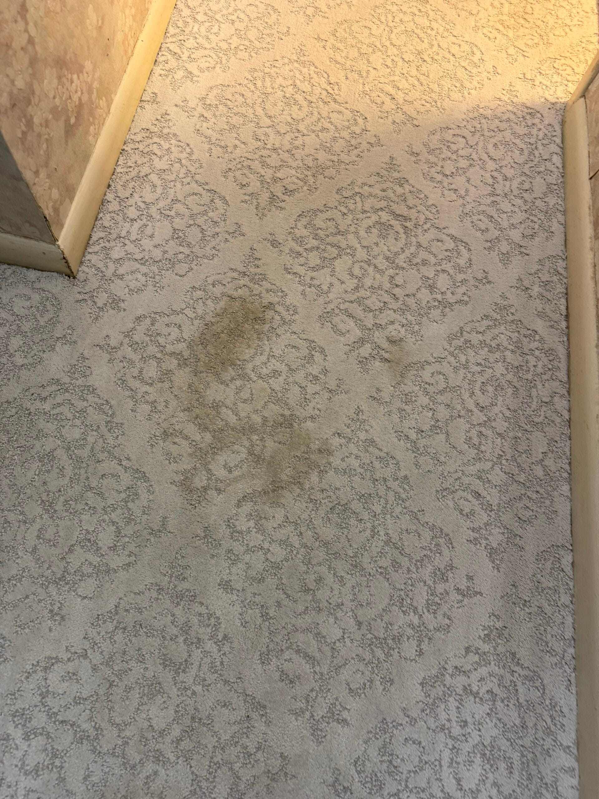 Carpet Stain Removal Latitude Margaritaville Panama City Beach