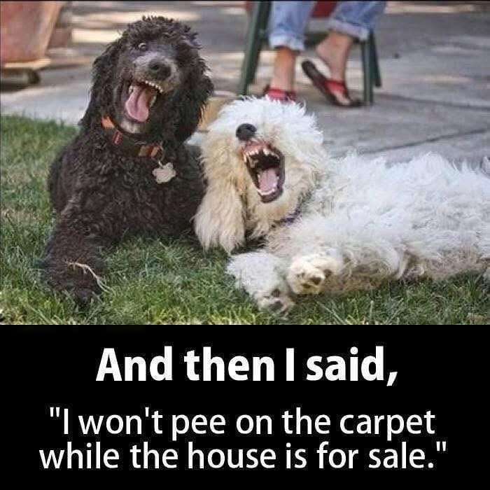 Pet Odor Removal Carpet Cleaning Panama Cirt Beach